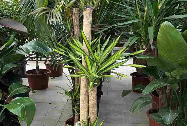 Buy Dracaena Fragrans Rikki Tall Live Plant | Plantshop.me