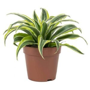 Buy Dracaena Lemon Lime Mini | Plantshop.me UAE