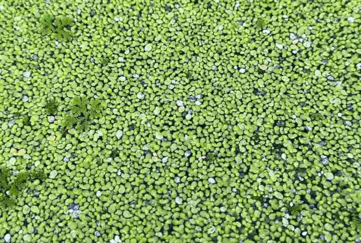 Buy Duckweeds Water Plant | Plantshop.me
