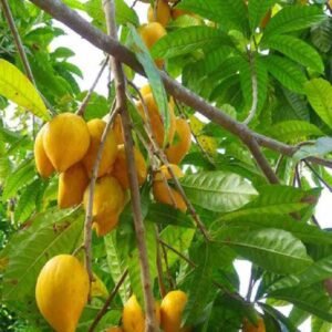 Buy Eggfruit Tree or Canistel Tree | UAE Delivery