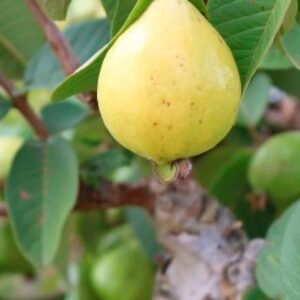 Buy Egyptian Guava Seeds | Plantshop.me UAE