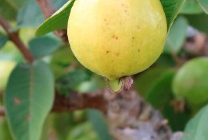 Buy Egyptian Guava Seeds | Plantshop.me UAE