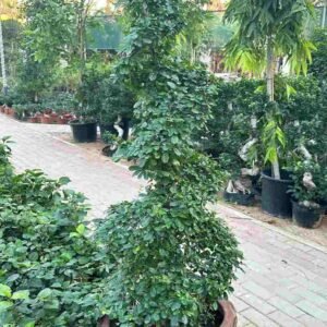 Buy Ehretia Microphylla Buxus Spiral - Plantshop.me