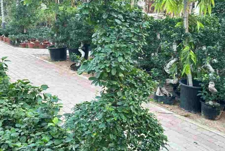 Buy Ehretia Microphylla Buxus Spiral - Plantshop.me