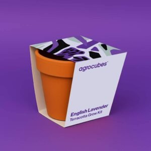 Buy English Lavender Terracotta Grow Kit - UAE Online