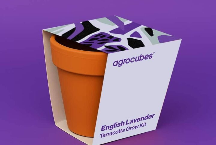 Buy English Lavender Terracotta Grow Kit - UAE Online