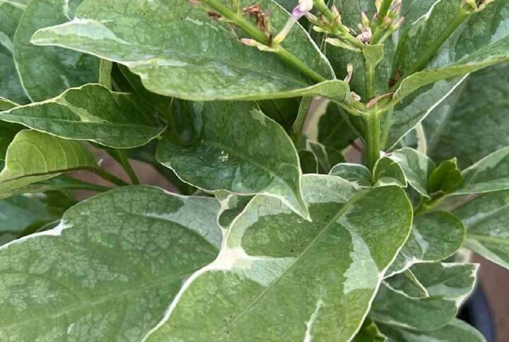 Buy Eranthemum White Variegated Plants | Plantshop.me UAE