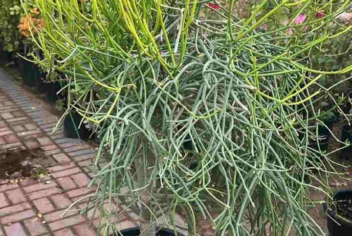 Buy Euphorbia tirucalli or Pencil Cactus | UAE