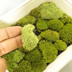 Buy Exotic Live Moss Pack: Terrarium Collection