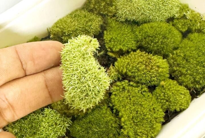 Buy Exotic Live Moss Pack: Terrarium Collection