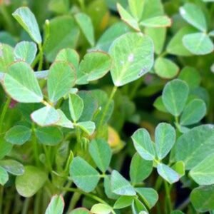 Buy Fenugreek Seeds Online | Plantshop.me UAE