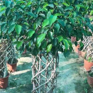 Buy Ficus Benjamina Elliptic Shape | Plantshop.me UAE