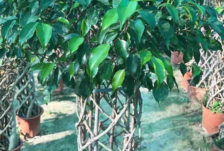 Buy Ficus Benjamina Elliptic Shape | Plantshop.me UAE