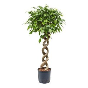 Buy Ficus Benjamina Exotica - Double Spiral UAE