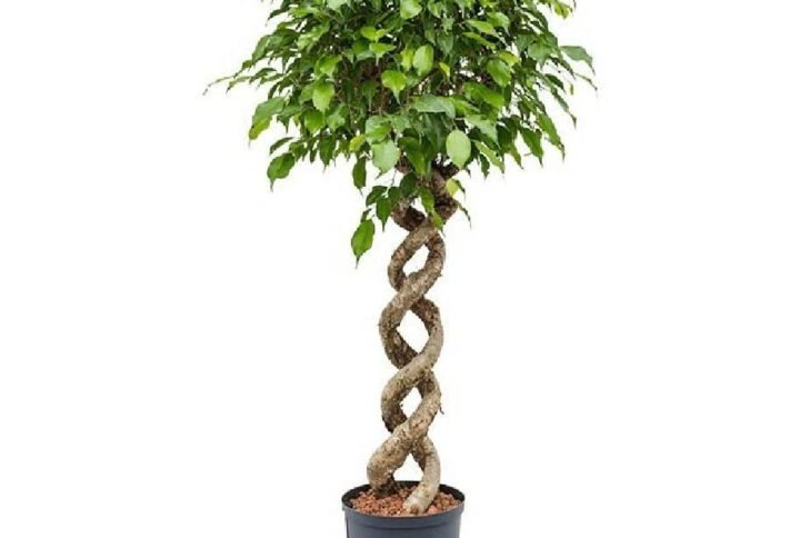 Buy Ficus Benjamina Exotica - Double Spiral UAE
