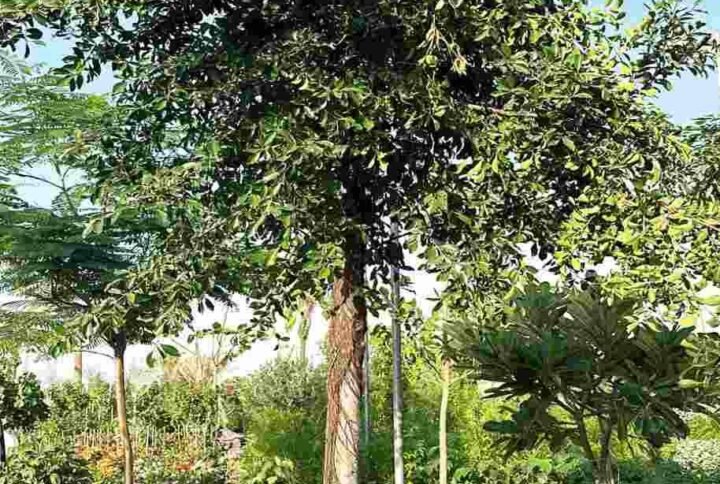 Buy Ficus Benjamina Green Tree | Plantshop.me UAE
