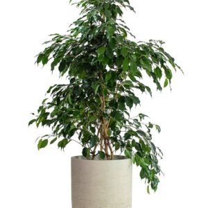 Buy Ficus Benjamina Holland | Elegant Indoor & Outdoor