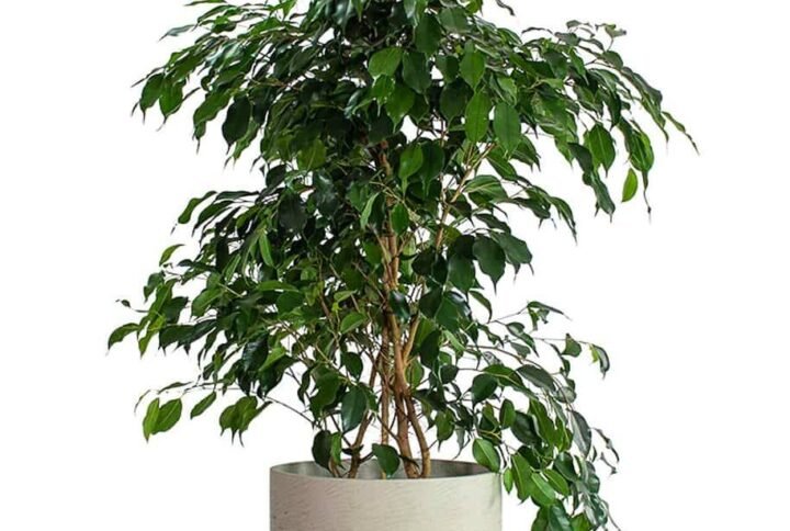Buy Ficus Benjamina Holland | Elegant Indoor & Outdoor