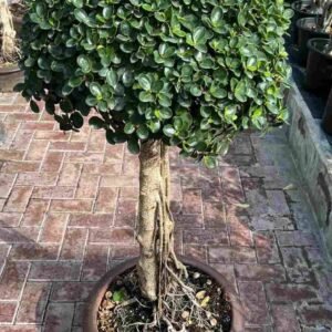 Buy Ficus Microcarpa Bonsai 1 Head | Plantshop.me UAE