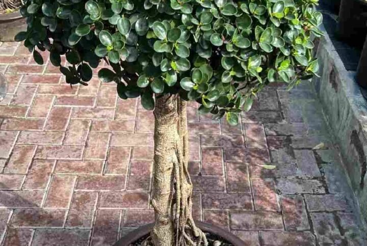 Buy Ficus Microcarpa Bonsai 1 Head | Plantshop.me UAE