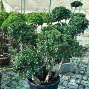 Buy Ficus Microcarpa Bonsai Multihead | Plantshop.me UAE