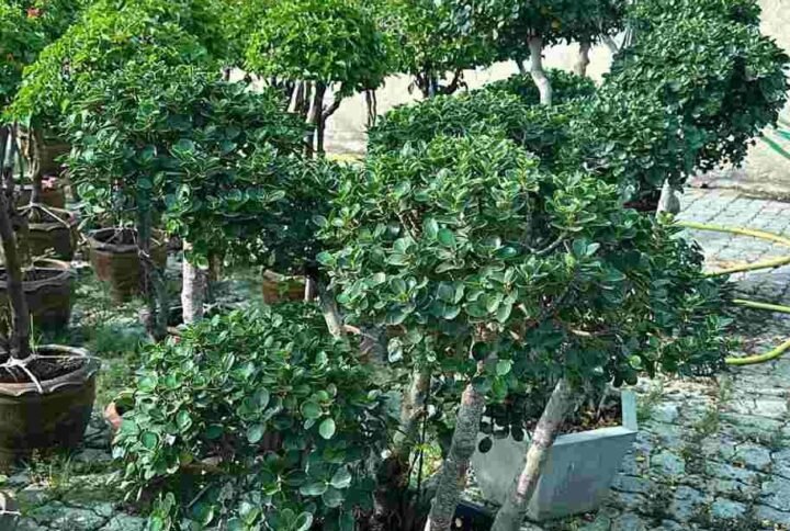 Buy Ficus Microcarpa Bonsai Multihead | Plantshop.me UAE