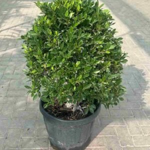 Buy Ficus Nitida Ball Shape | Topiary Trees UAE