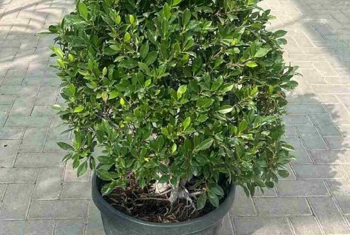 Buy Ficus Nitida Ball Shape | Topiary Trees UAE
