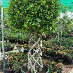 Buy Ficus Panda - Cage Shape Bushy | Plantshop.me UAE
