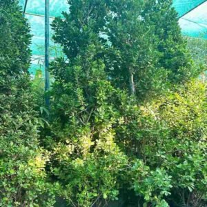 Buy Ficus Panda Cone Shape 3Mtr | Plantshop.me UAE
