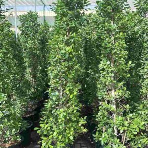 Buy Ficus Panda Narrow Shape | UAE Online Store