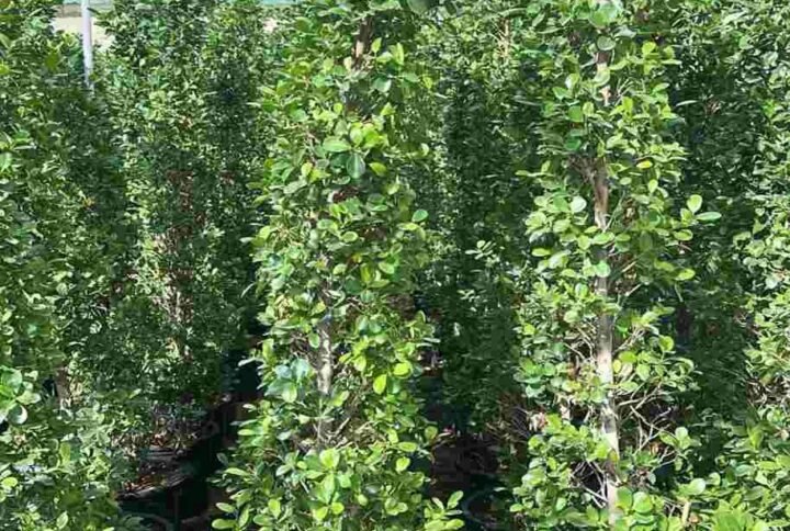 Buy Ficus Panda Narrow Shape | UAE Online Store
