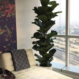 Buy Fiddle-leaf Fig 150cm - 200cm | Plantshop.me UAE