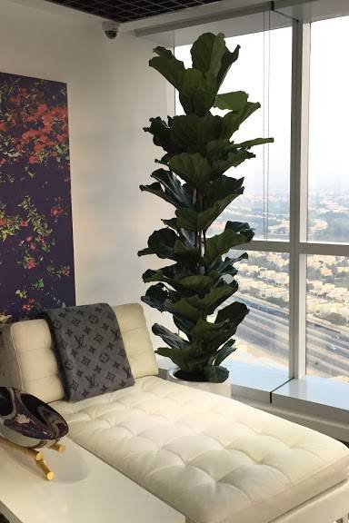 Buy Fiddle-leaf Fig 150cm - 200cm | Plantshop.me UAE