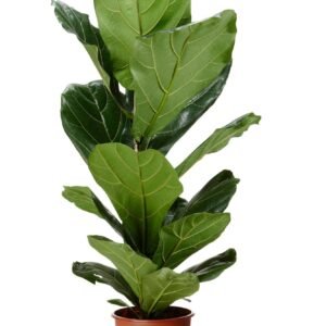 Buy Fiddle-leaf Fig 70cm-90cm | Plantshop.me UAE