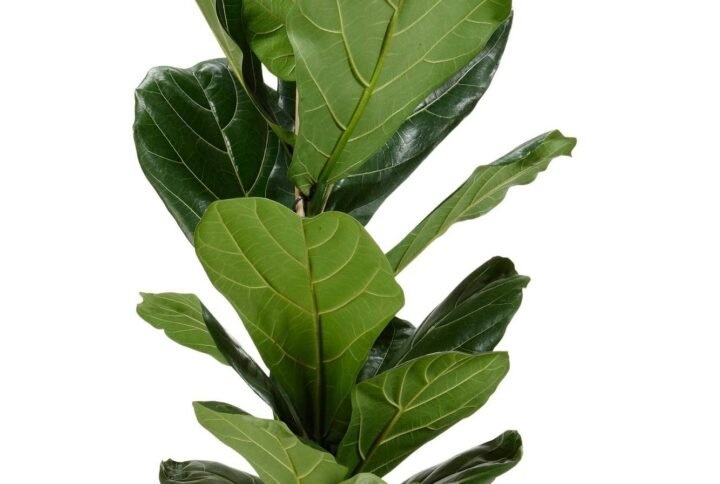 Buy Fiddle-leaf Fig 70cm-90cm | Plantshop.me UAE