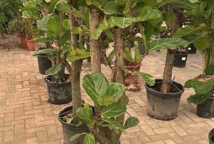 Buy Fiddle Leaf Fig Branched China - Plantshop.me