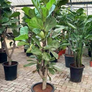 Buy Fiddle Leaf Fig Branched - Transform Your Space in UAE