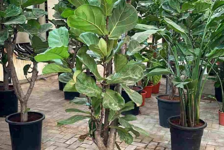 Buy Fiddle Leaf Fig Branched - Transform Your Space in UAE