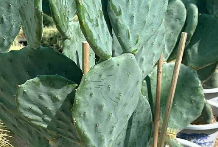 Buy Fig Optunia Cactus | Plantshop.me