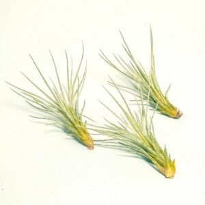 Buy Foxtail Air Plant: Exotic Tillandsia at Plantshop.me