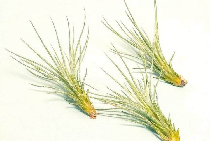 Buy Foxtail Air Plant: Exotic Tillandsia at Plantshop.me
