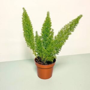 Buy Foxtail Fern: Lush Green Beauty for UAE Homes | Plantshop