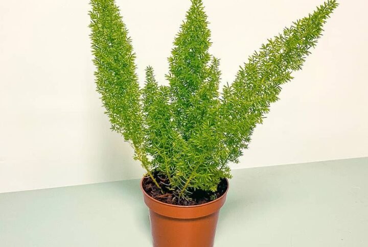 Buy Foxtail Fern: Lush Green Beauty for UAE Homes | Plantshop