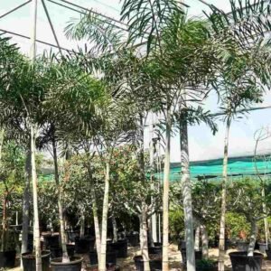 Buy Foxtail Palm | Lush Tropical Tree in UAE