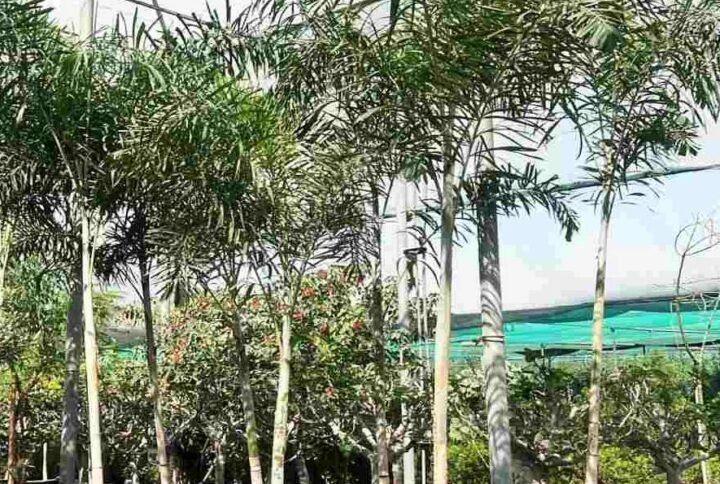 Buy Foxtail Palm | Lush Tropical Tree in UAE