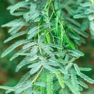 Buy Fresh Ghaf Leaves Online – UAE Fast Delivery