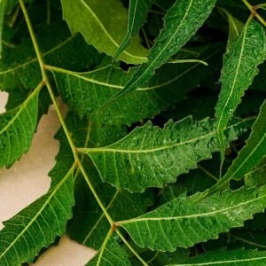Buy Fresh Neem Leaves Online in UAE - Plantshop.me