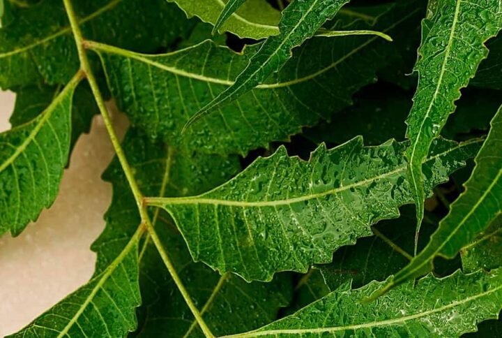Buy Fresh Neem Leaves Online in UAE - Plantshop.me