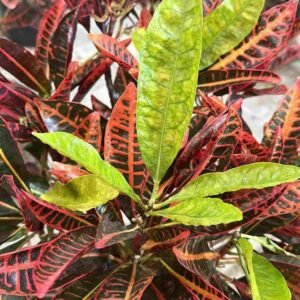 Buy Garden Croton | Plantshop.me